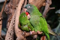 Riproduzione pappagalli
