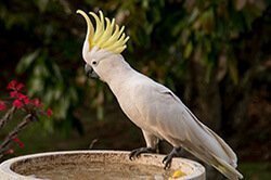 cacatuidae cacatua