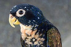 Psittacidae pionus chalcopterus