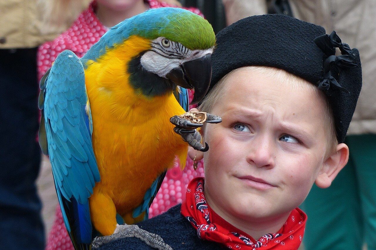 addomesticare un pappagallo
