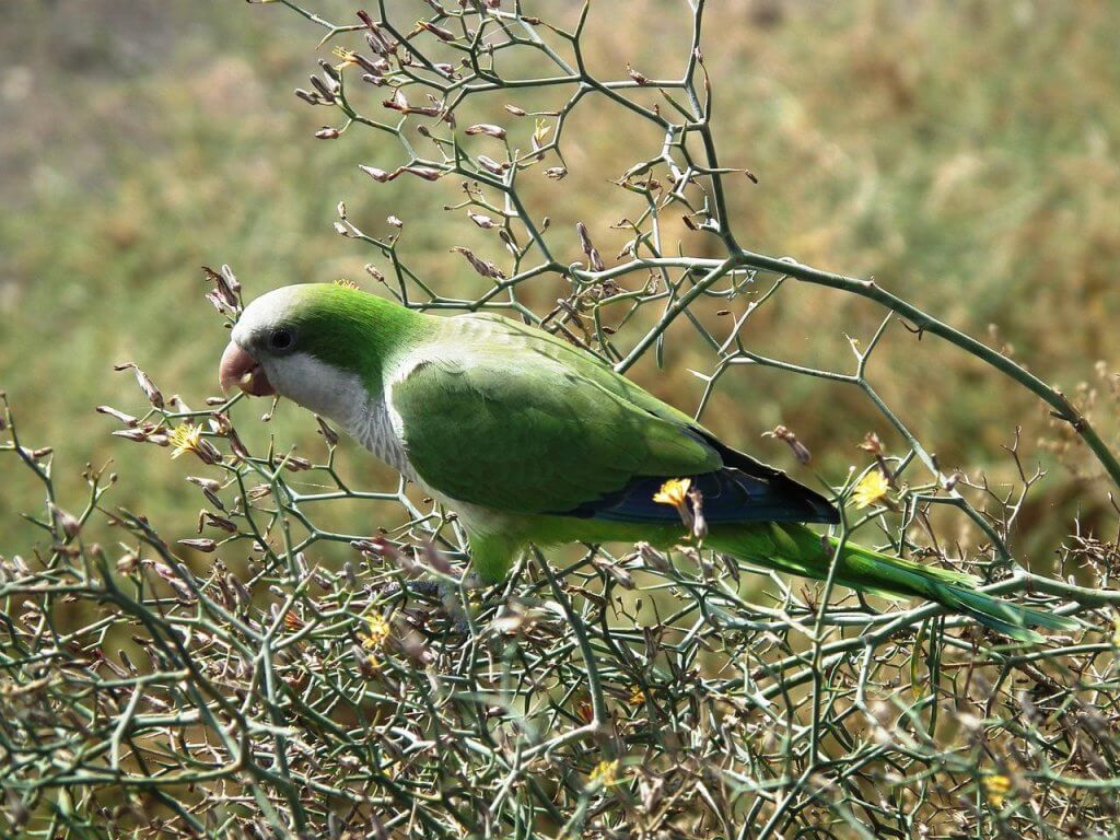 parrocchetto monaco habitat